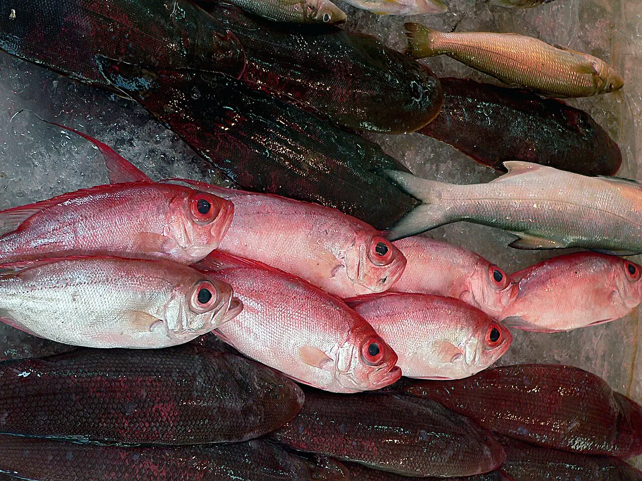 Fresh fish